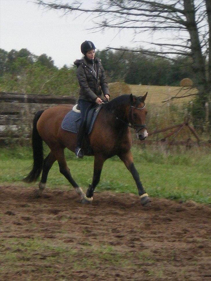Dansk Varmblod May Daphine - dressur træning d.22-9 . billede 13