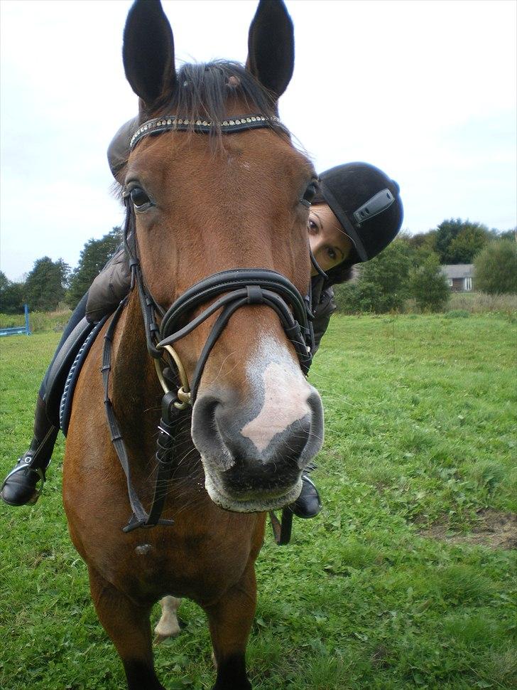 Dansk Varmblod May Daphine - drømmehesten! <3 billede 14