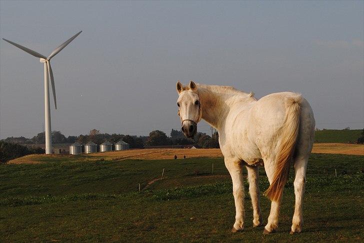 Connemara Saki  - Lækre hest :) <3 billede 4