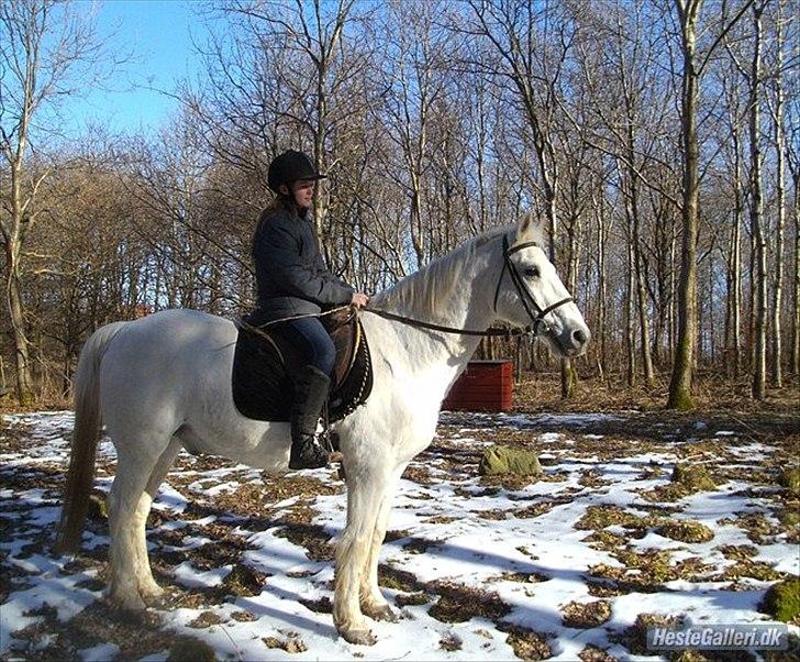 Connemara Saki  - Min smukke engel pony :* <3 billede 5