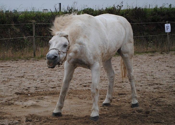Connemara Saki  - Shake, shake, shake.. :D billede 7