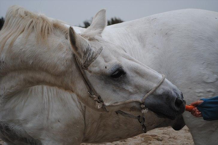 Connemara Saki  - wauw, wauw :D billede 10