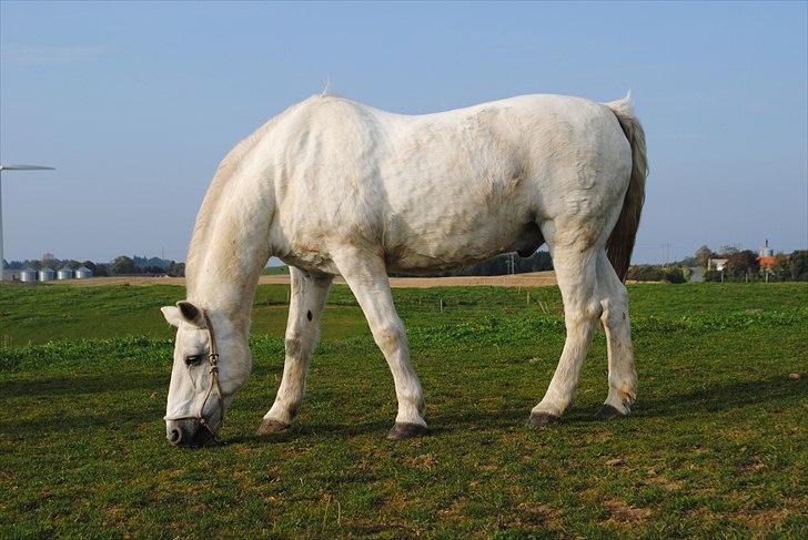 Connemara Saki  - My White Prince  billede 11