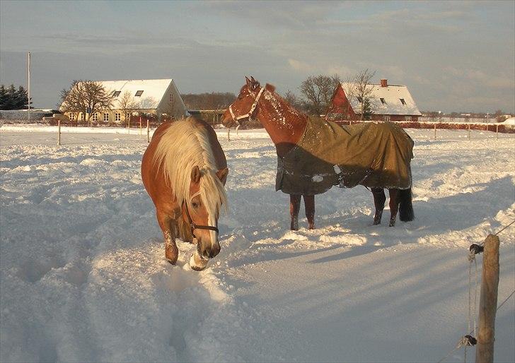 Haflinger Til minde om Sille - Nr. 15 Sille i sit rette element, SNE! billede 15