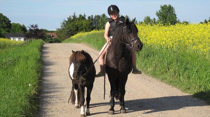 Welsh Pony (sec B) Charles - mig charles og min lille pony mille på tur billede 5