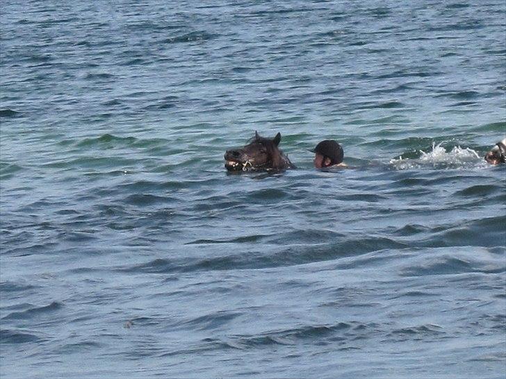 Welsh Pony (sec B) Charles - mig og min elsket pony svømmer det er vildt sjovt  billede 6