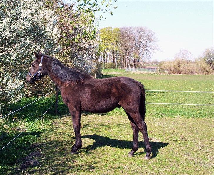 Frederiksborg Ravnholts blaze  (solgt) - han er så fin, savner ham sådan. billede 17