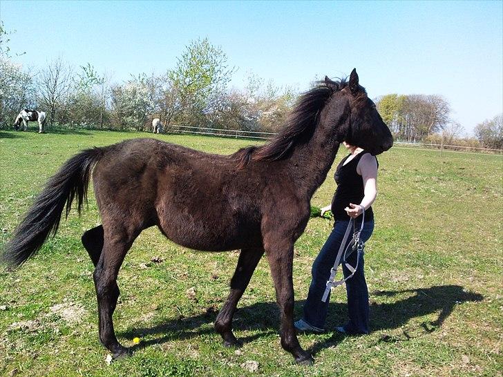 Frederiksborg Ravnholts blaze  (solgt) - Vi øvede lidt at bakke. billede 18