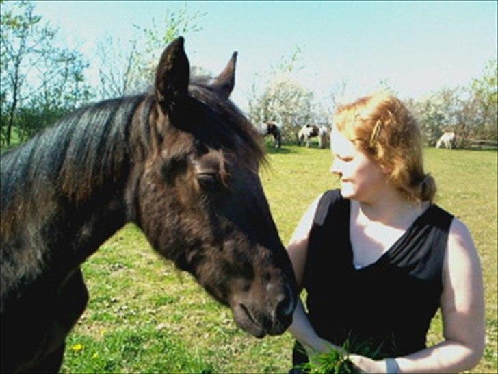 Frederiksborg Ravnholts blaze  (solgt) billede 19