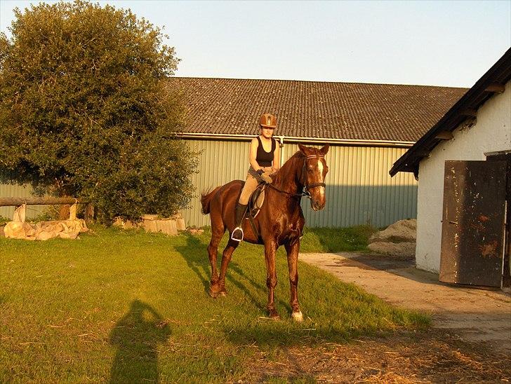 Dansk Varmblod kalua R.I.P. billede 6