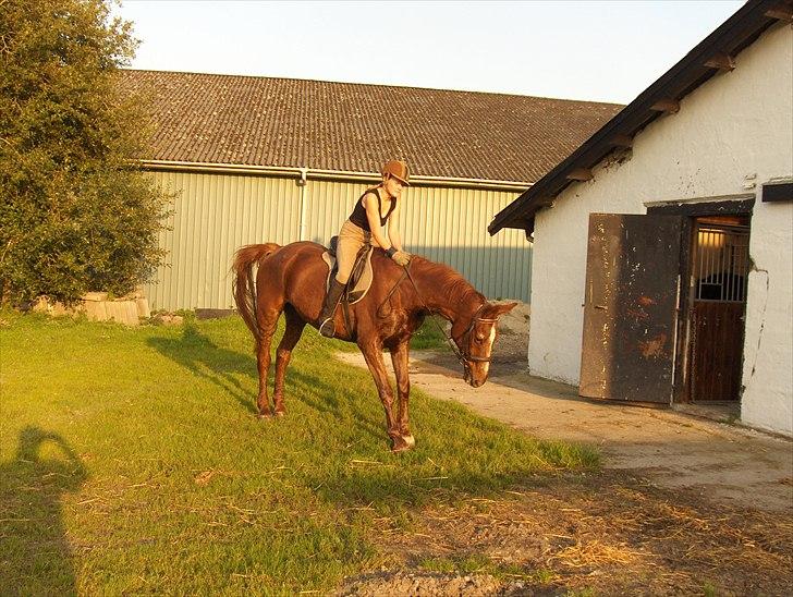 Dansk Varmblod kalua R.I.P. billede 7