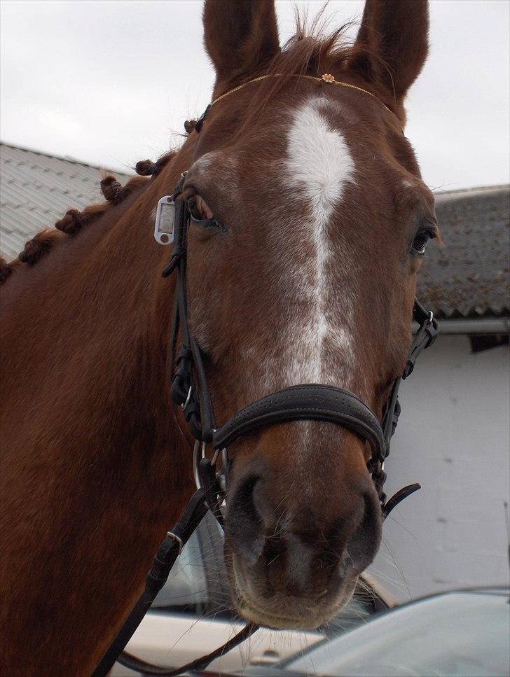 Dansk Varmblod kalua R.I.P. billede 8