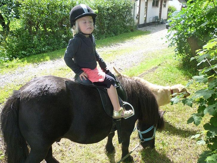 Shetlænder Sofus billede 10