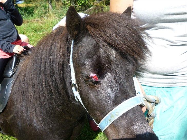 Shetlænder Sofus - Sofus havde ridset sig. Såret var 1,5 cm dybt og 2 cm langt. Her er det begyyndt at hele. Det er lige blevet vasket på dette billed. billede 11