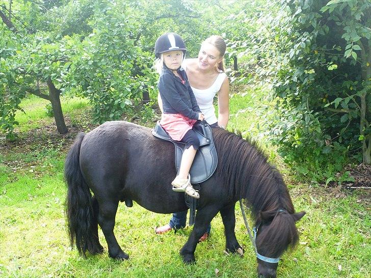 Shetlænder Sofus billede 12