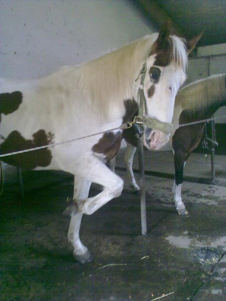Pinto Indy - du er så flot!<3 billede 2