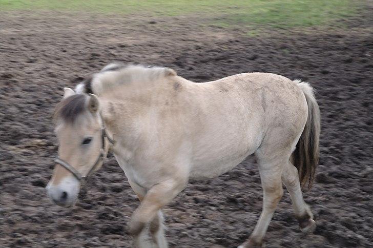 Fjordhest Ebbetorns Fonzie *R.I.P* - Fonzie på fold billede 3