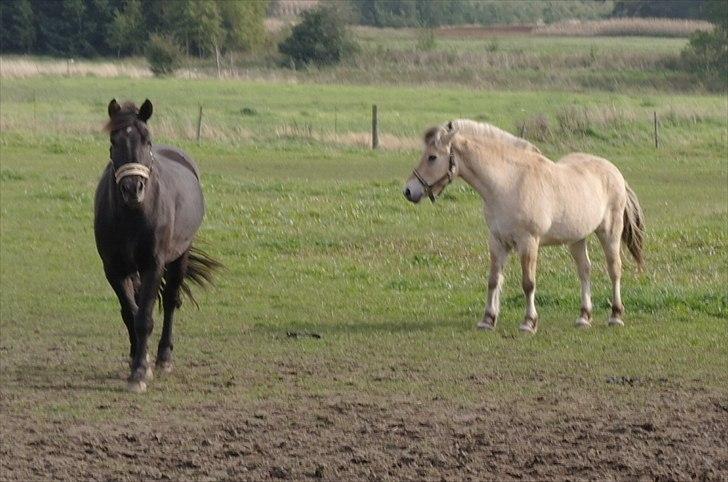Fjordhest Ebbetorns Fonzie *R.I.P* - Fonzie og Zephyr på vej:) billede 4