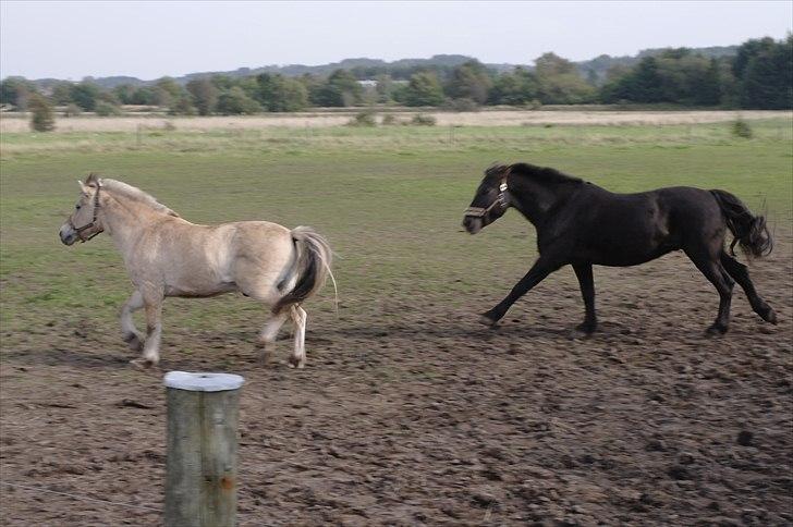 Fjordhest Ebbetorns Fonzie *R.I.P* - Fonzie og Zephyr billede 5