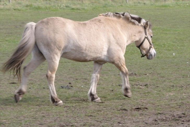 Fjordhest Ebbetorns Fonzie *R.I.P* - Fonzie billede 6