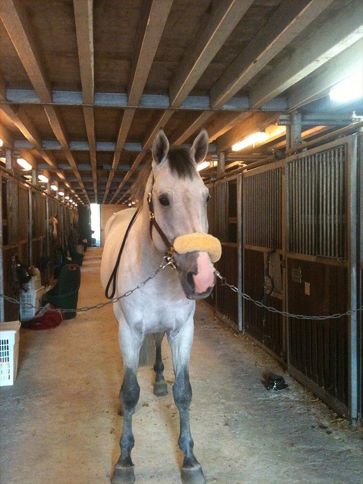 Holstener Carnudo billede 10