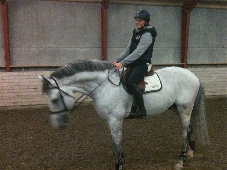 Holstener Carnudo billede 11