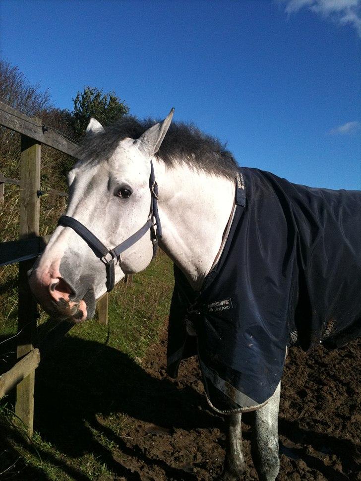 Holstener Carnudo billede 12