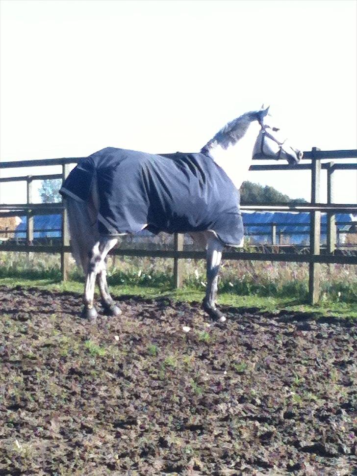 Holstener Carnudo billede 13