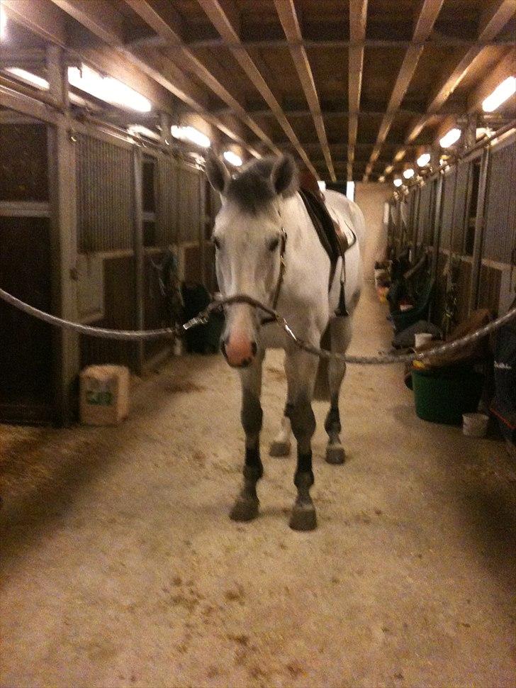 Holstener Carnudo billede 14