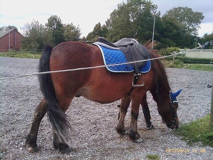 Anden særlig race Sesam  SOLGT billede 9