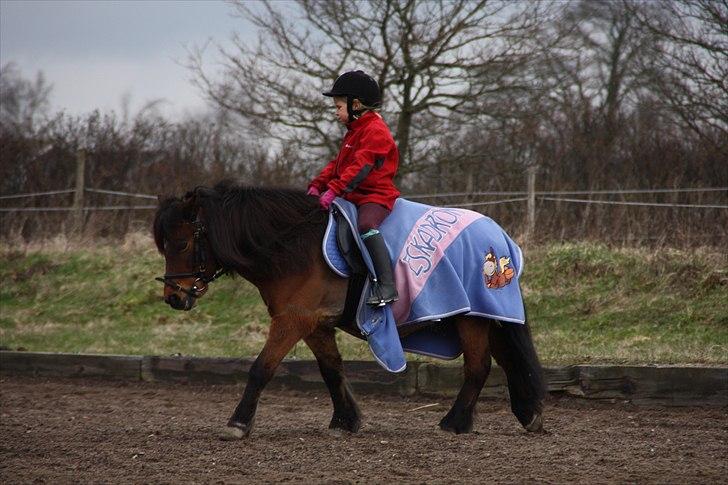 Anden særlig race Sesam  SOLGT - Foto Bareløse billede 10