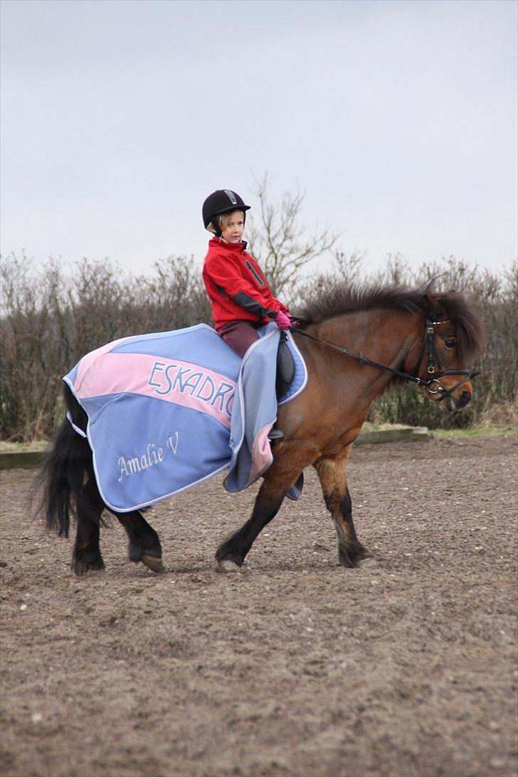 Anden særlig race Sesam  SOLGT - Foto Barløse billede 11