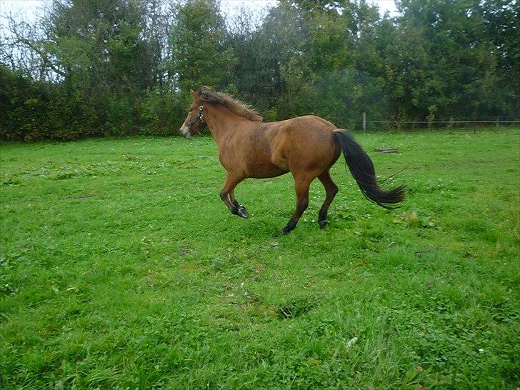 Islænder Sif fra Langbæk  billede 1