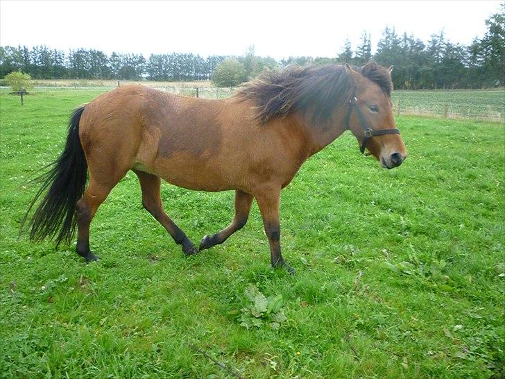 Islænder Sif fra Langbæk  billede 2