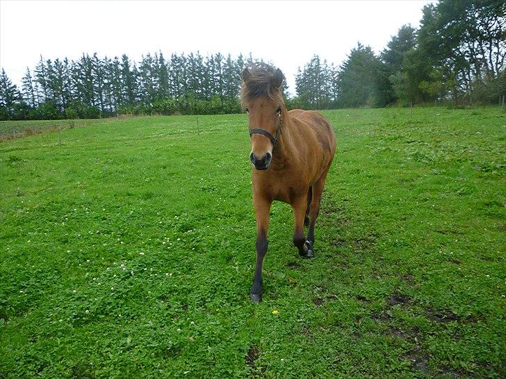 Islænder Sif fra Langbæk  billede 3