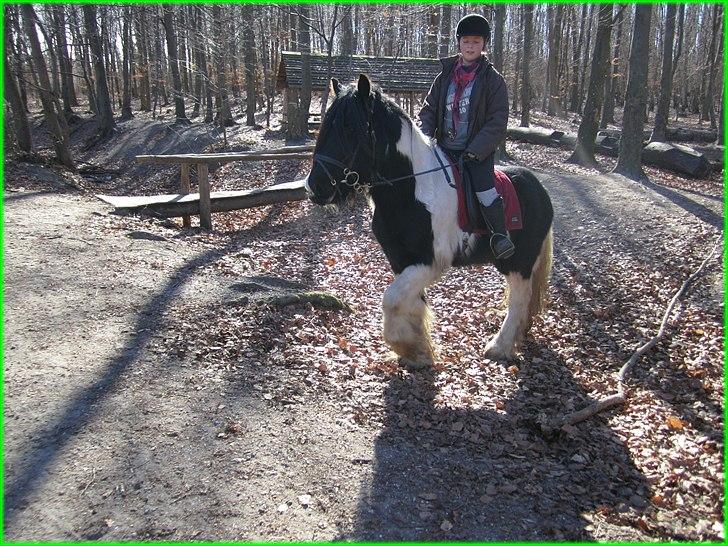 Irish Cob » KOUSGAARDENS SIR MICKEY -  12) "Everything is nothing without love" <3 I: billede 12