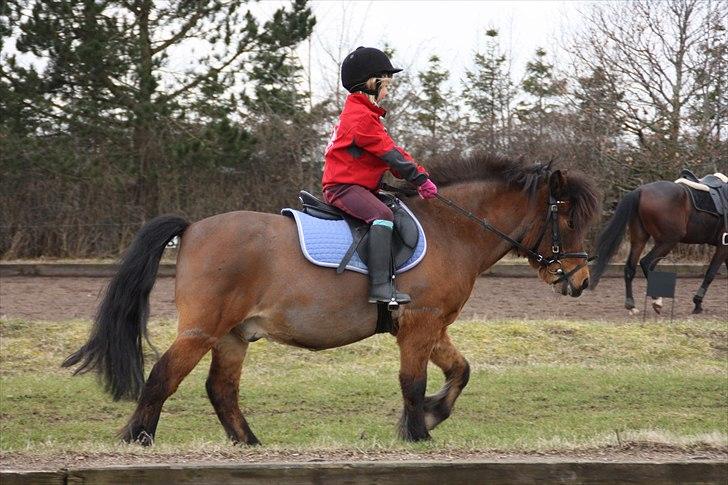Anden særlig race Sesam  SOLGT - Foto Bareløse billede 12