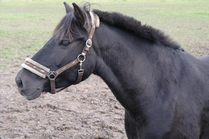 Anden særlig race Zephyr (Solgt) - Min SMUKKE basse... billede 13