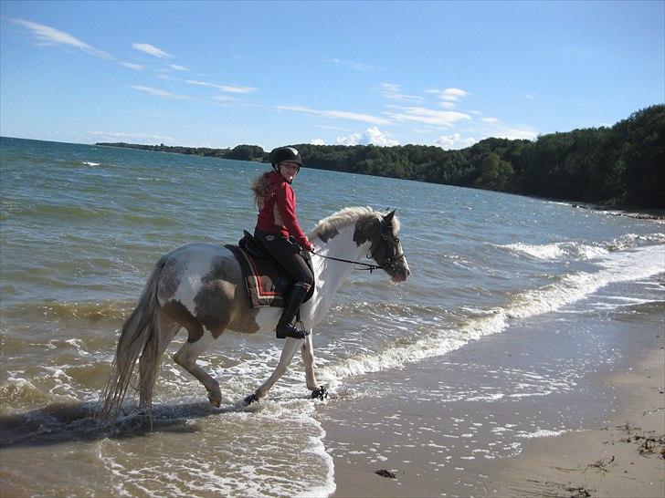 Anden særlig race Clemens Milky Way - Milky Way og mig på tur til stranden billede 2