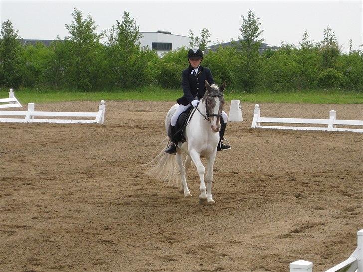 Anden særlig race Clemens Milky Way - Stævne i Hedensted juni 2010  billede 8