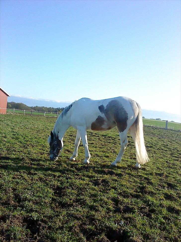 Anden særlig race Clemens Milky Way - Hyggetur på mark billede 16