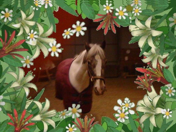 Anden særlig race Clemens Milky Way - Smukke Milky billede 19