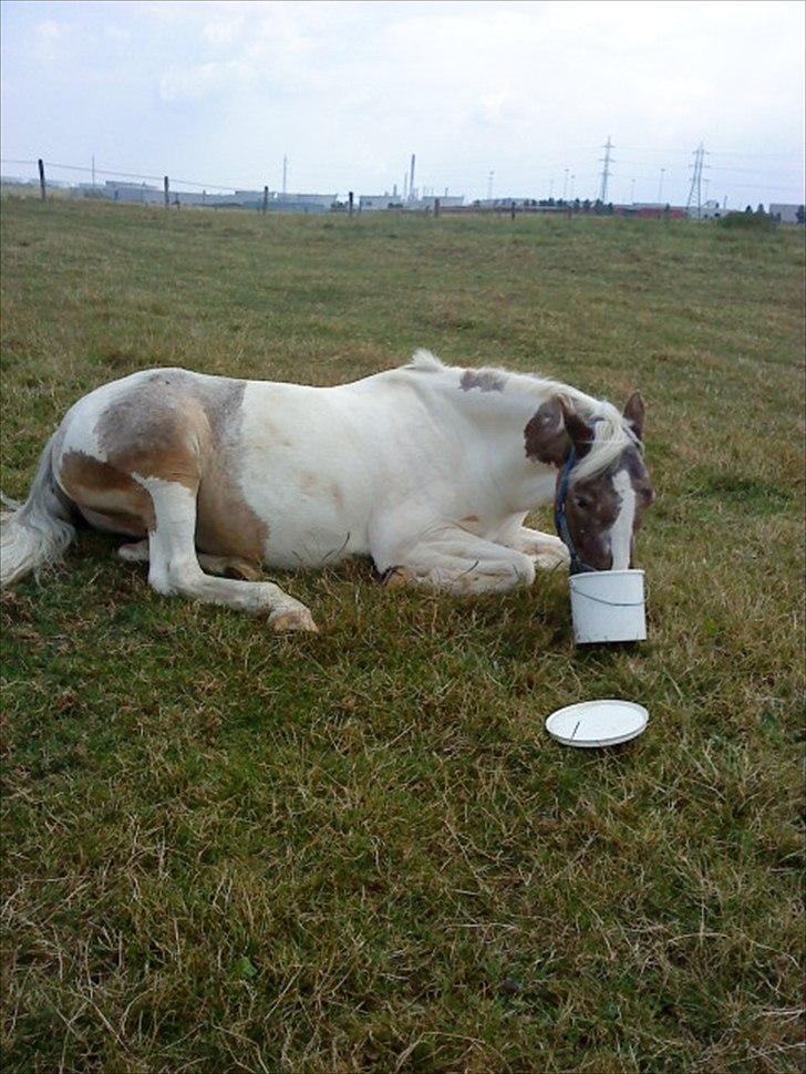 Anden særlig race Clemens Milky Way - Hygge på marken. billede 18