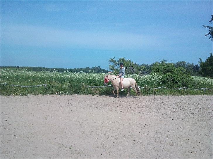 Anden særlig race Amira billede 4