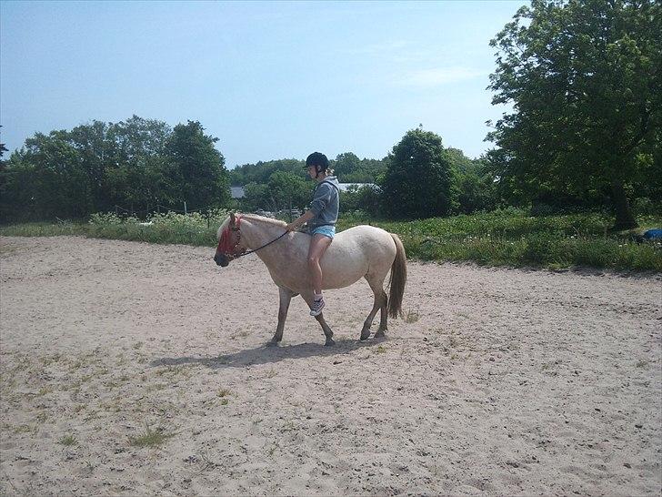 Anden særlig race Amira billede 5