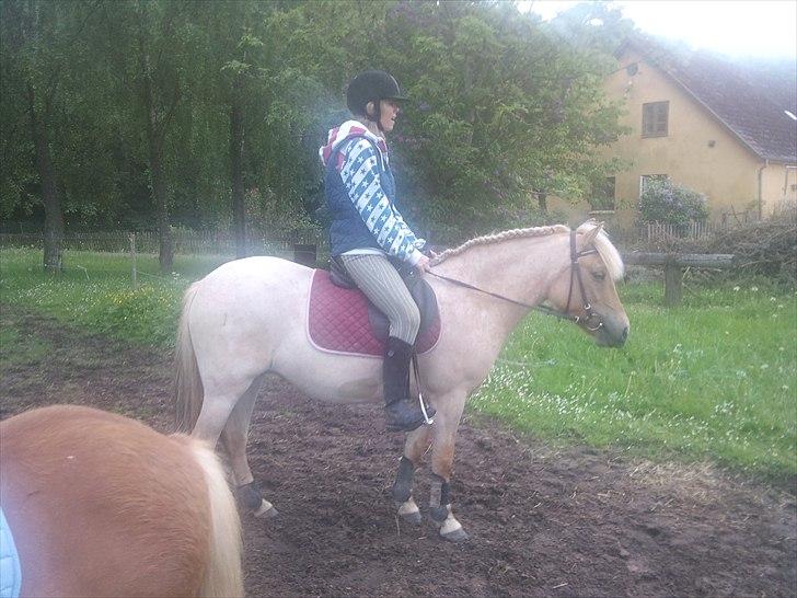 Anden særlig race Amira billede 6