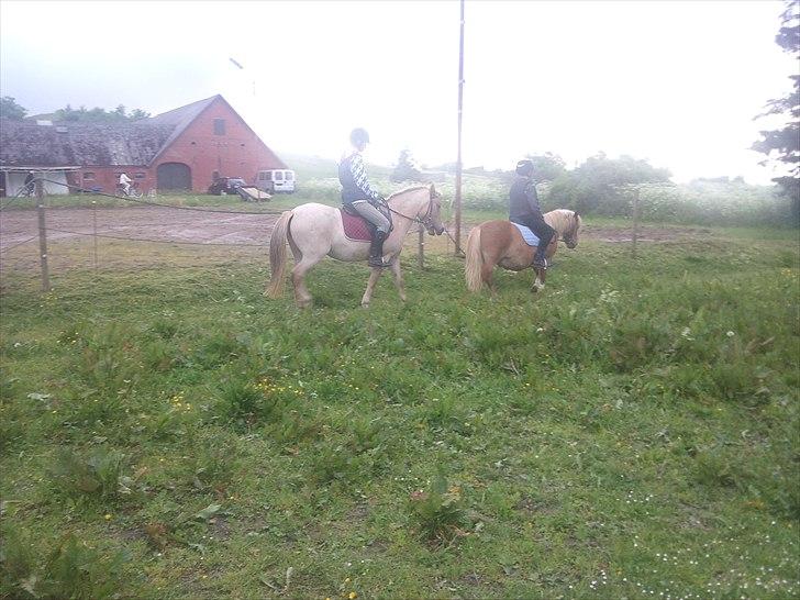 Anden særlig race Amira billede 7