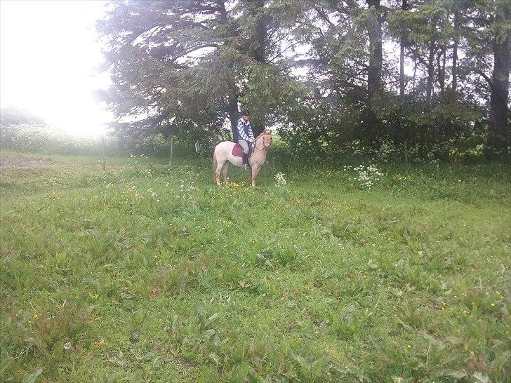 Anden særlig race Amira billede 8