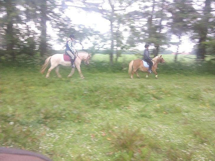 Anden særlig race Amira billede 9