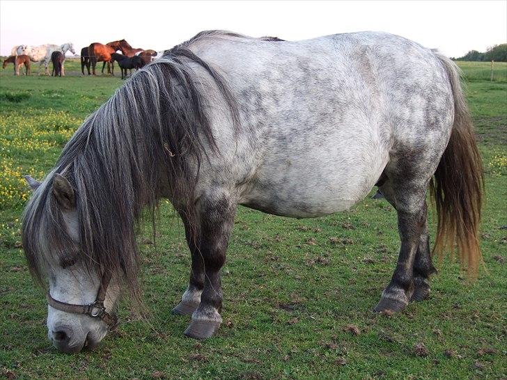 Falabella Trunte - der har jeg ligeså lige fået hende:) billede 3